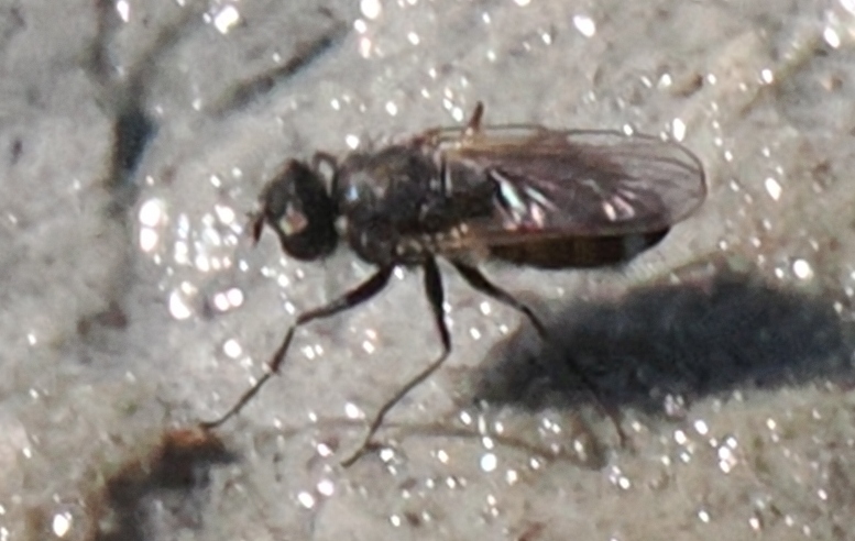 Diptera